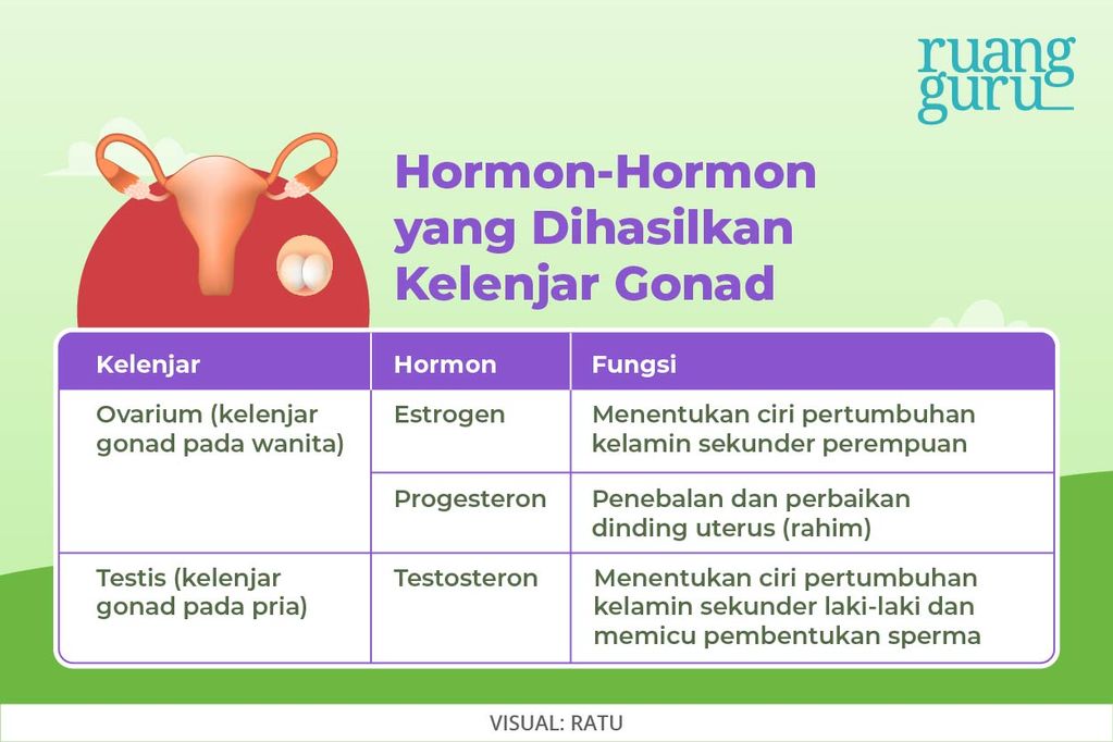 Macam Macam Kelenjar Endokrin Dan Hormon Yang Dihasilkan Biologi